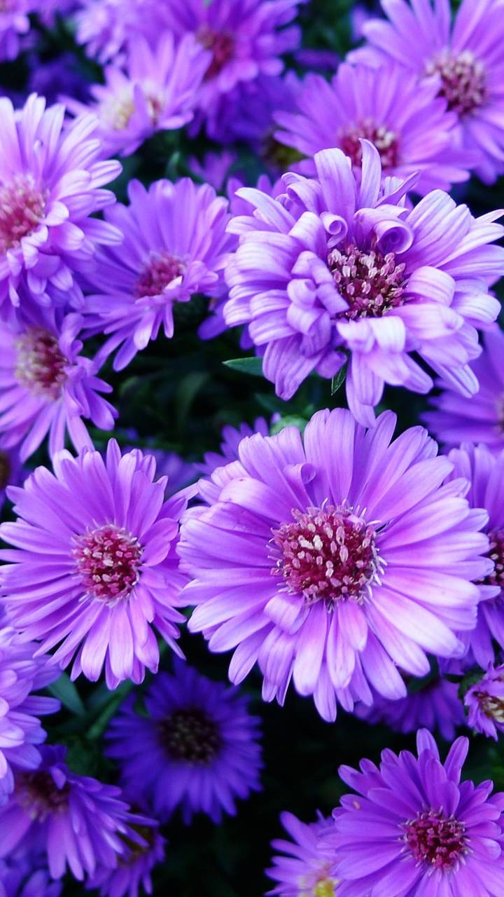 Earth Flower, Zinnia, Purple Flower, 720x1280, Phone HD Wallpaper