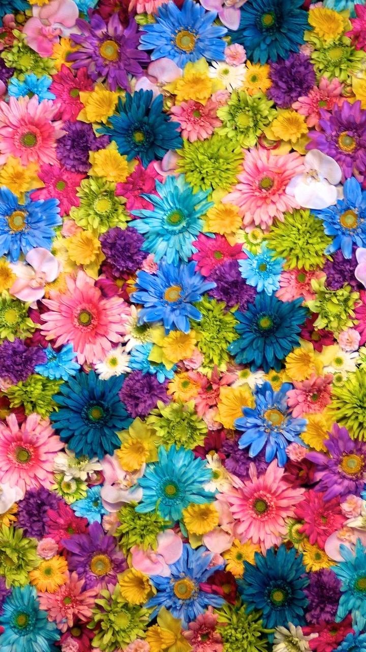 Earth Flower, Earth, Colors, Colorful, 720x1280, Phone HD Wallpaper