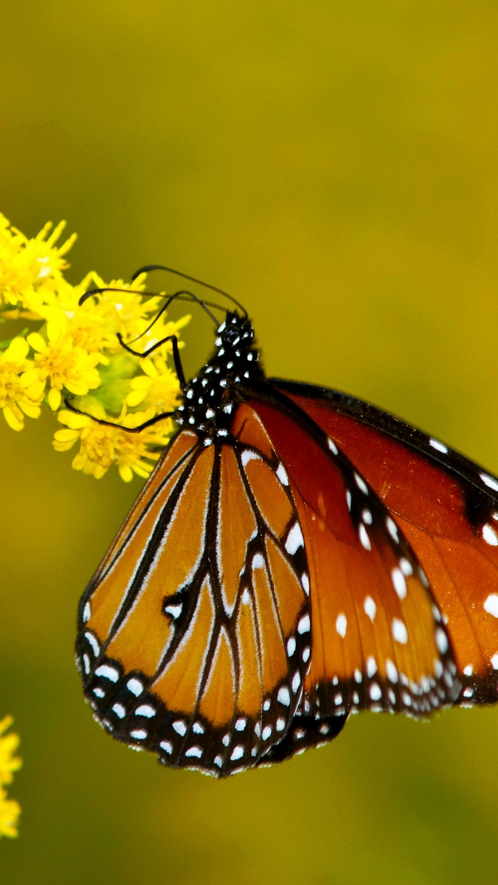Animal Butterfly, 720x1280, Phone HD Wallpaper