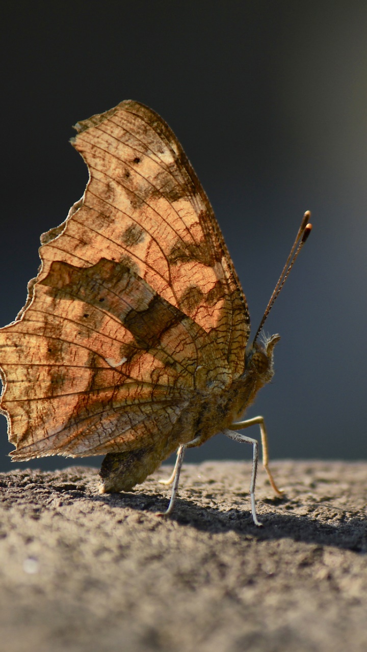 Animal Butterfly, 720x1280, Phone HD Wallpaper