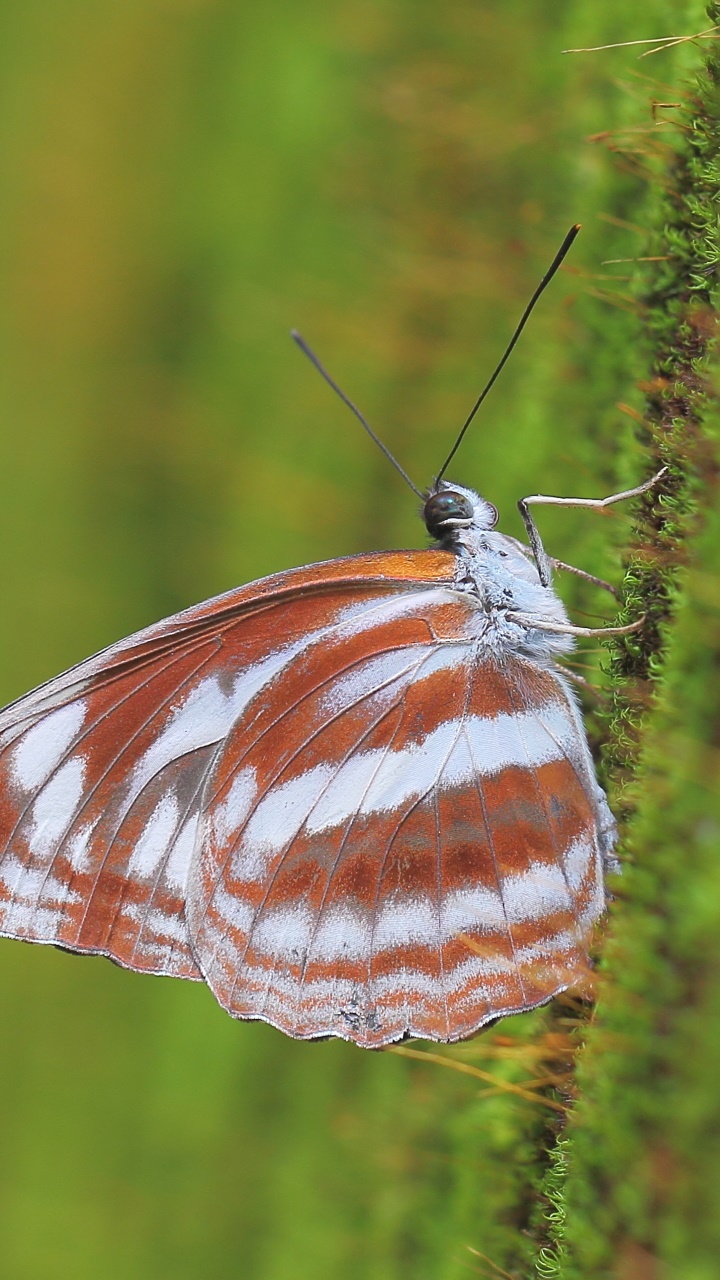 Animal Butterfly, 720x1280, Phone HD Wallpaper