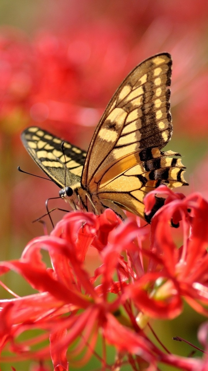 Animal Butterfly, 720x1280, Phone HD Wallpaper
