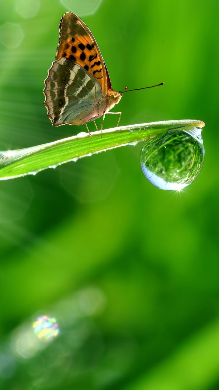 Animal Butterfly, 720x1280, Phone HD Wallpaper