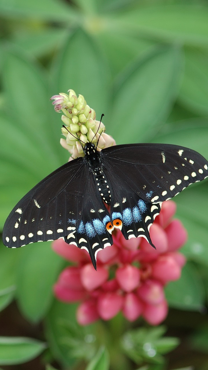 Animal Butterfly, 720x1280, Phone HD Wallpaper
