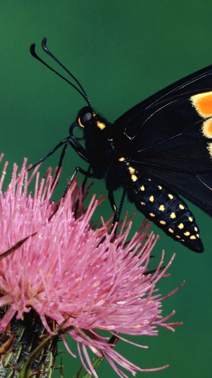 Animal Butterfly, 720x1280, Phone HD Wallpaper