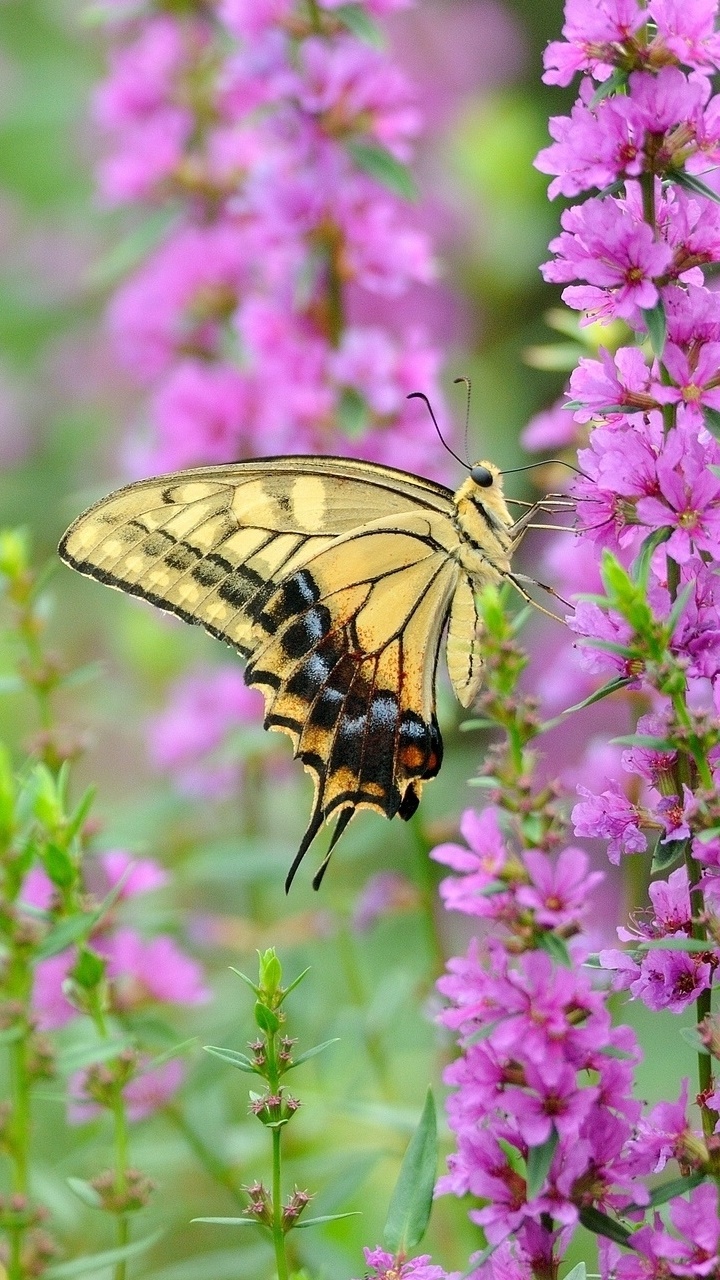 Animal Butterfly, 720x1280, Phone HD Wallpaper