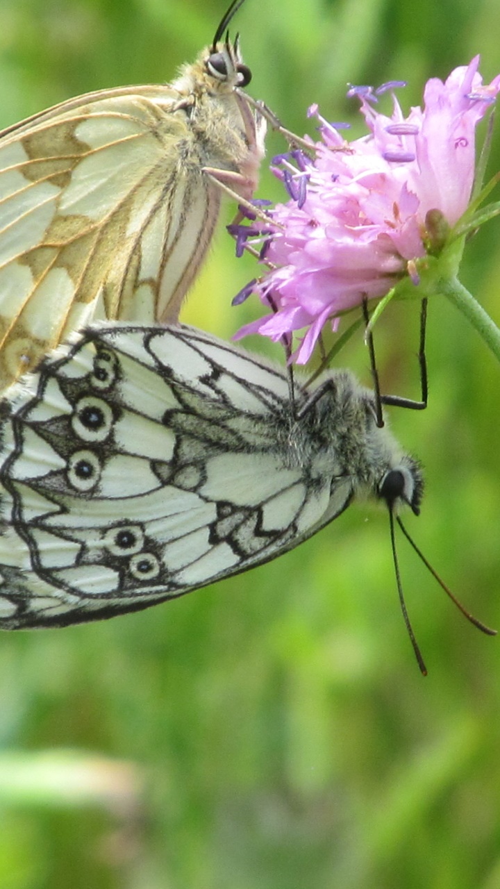 Animal Butterfly, 720x1280, Phone HD Wallpaper