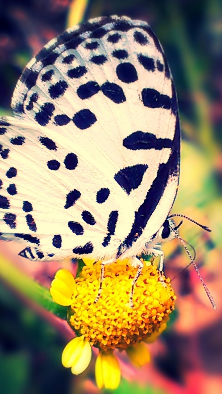 Animal Butterfly, 720x1280, Phone HD Wallpaper