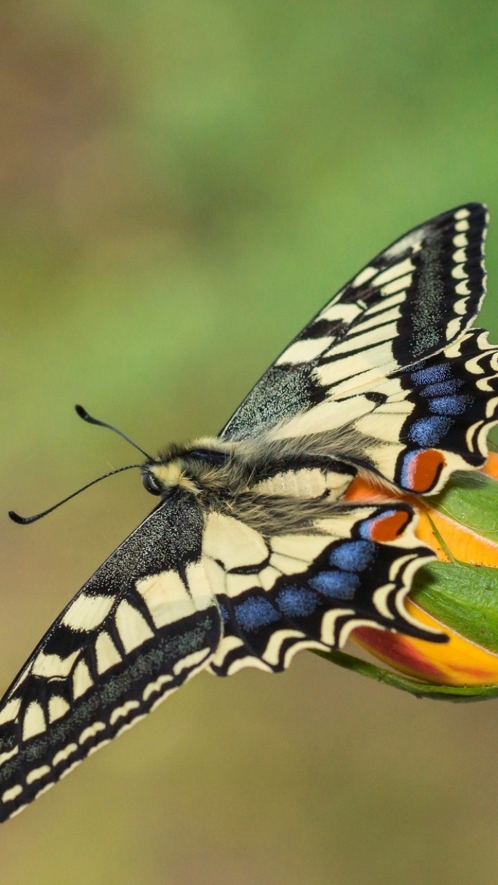 Animal Butterfly, 720x1280, Phone HD Wallpaper