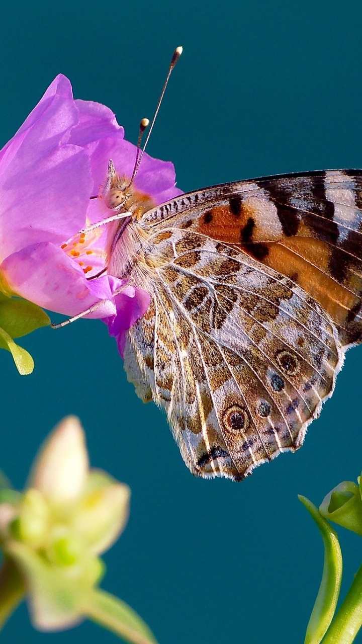 Animal Butterfly, Flower, Pink Flower, Insect, Macro, 720x1280, Phone HD Wallpaper