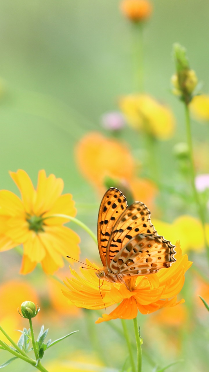 Animal Butterfly, Close-up, 720x1280, Phone HD Wallpaper