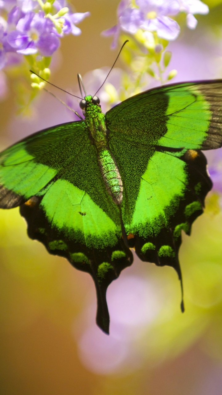 Animal Butterfly, Close-up, Insect, 720x1280, Phone HD Wallpaper