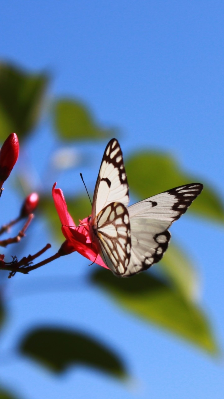 Animal Butterfly, 720x1280, Phone HD Wallpaper