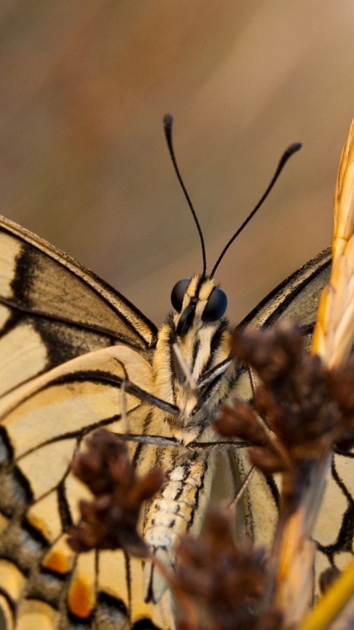 Animal Butterfly, 720x1280, Phone HD Wallpaper