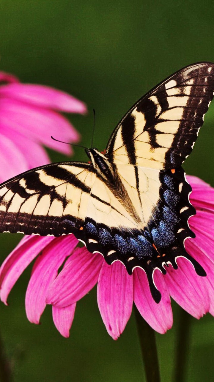 Animal Butterfly, 720x1280, Phone HD Wallpaper