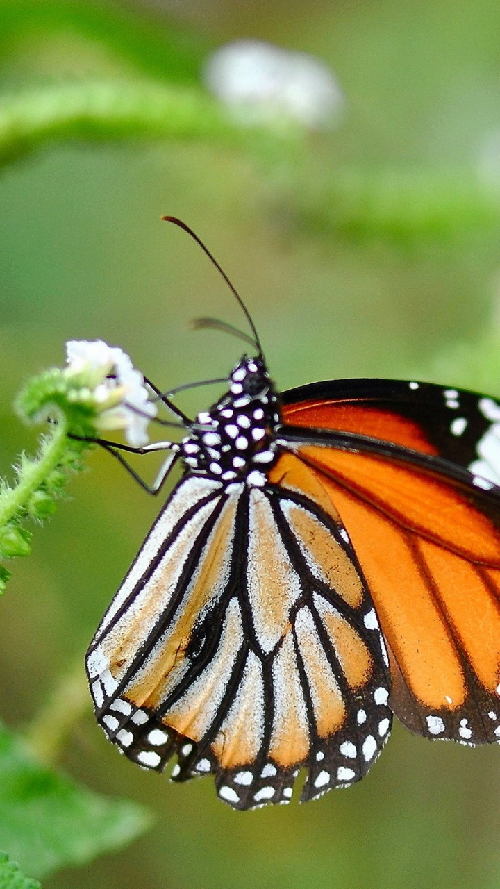 Animal Butterfly, 720x1280, Phone HD Wallpaper