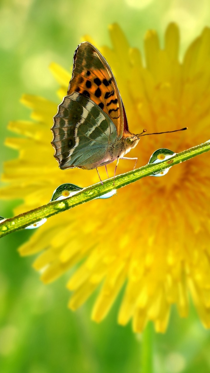 Animal Butterfly, 720x1280, Phone HD Wallpaper