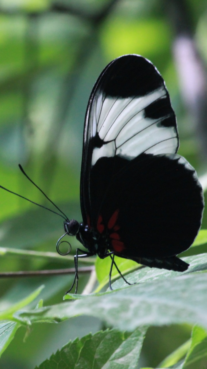 Animal Butterfly, 720x1280, Phone HD Wallpaper