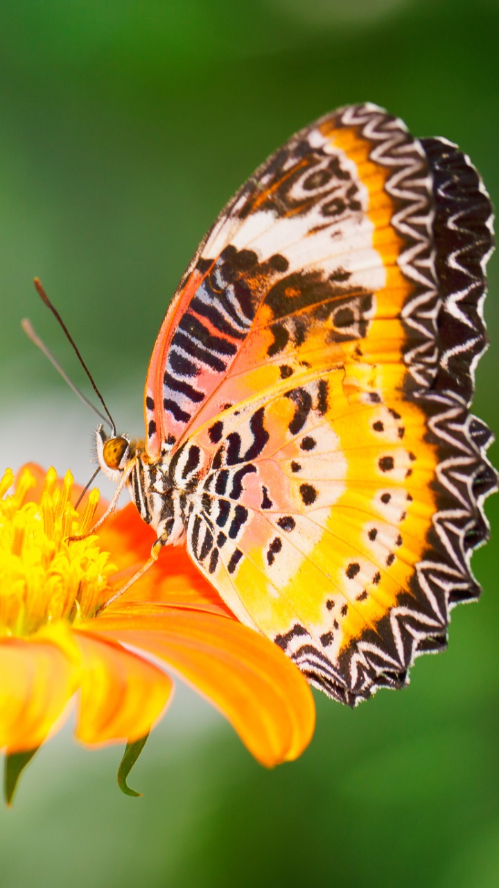 Animal Butterfly, 720x1280, Phone HD Wallpaper