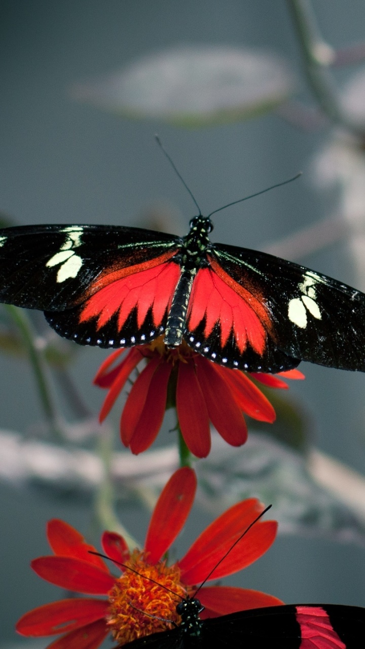 Animal Butterfly, 720x1280, Phone HD Wallpaper