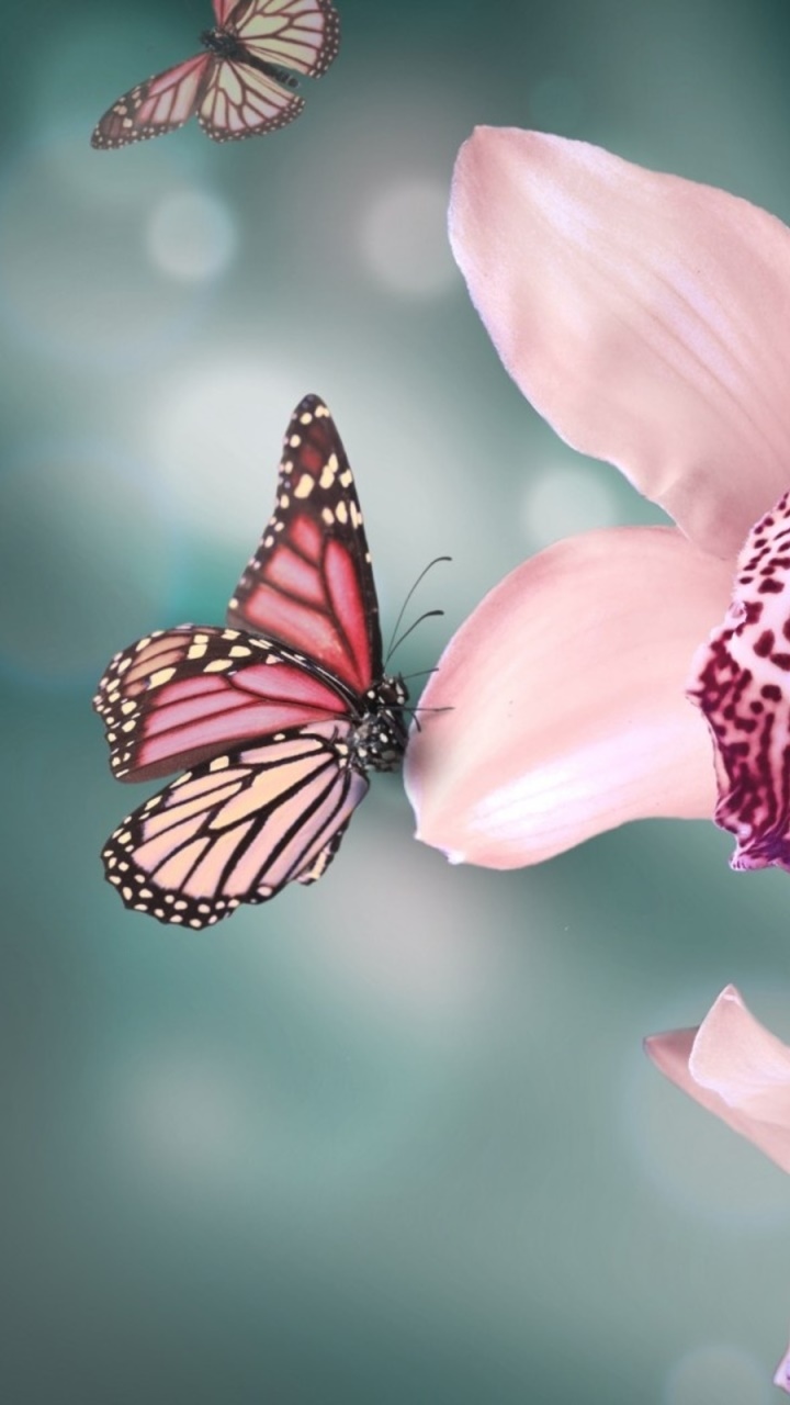 Animal Butterfly, 720x1280, Phone HD Wallpaper
