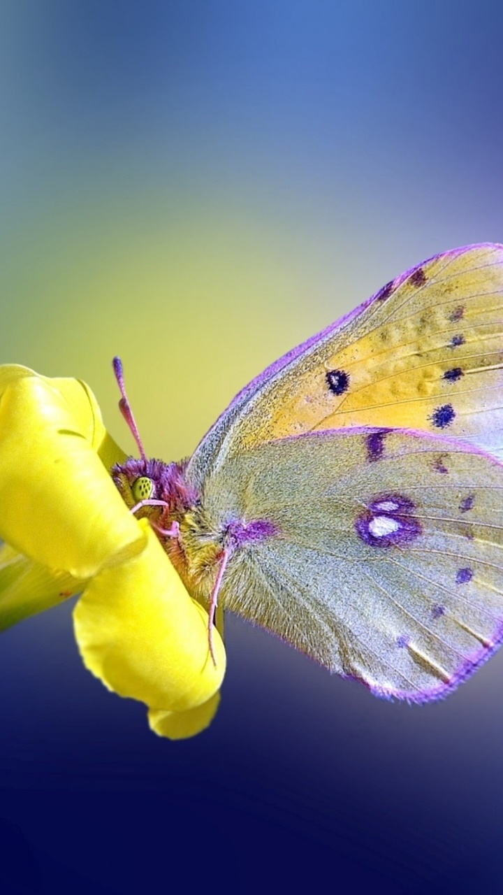 Animal Butterfly, Flower, 720x1280, Phone HD Wallpaper