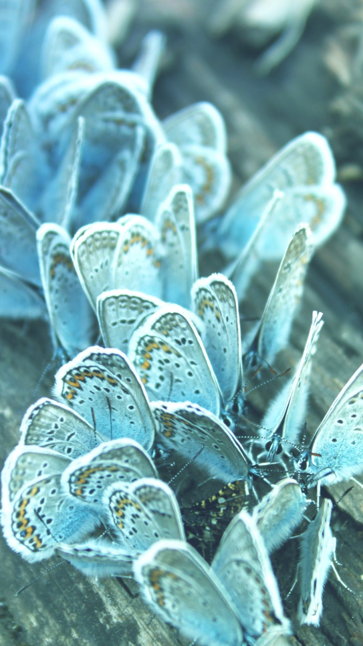 Animal Butterfly, 720x1280, Phone HD Wallpaper