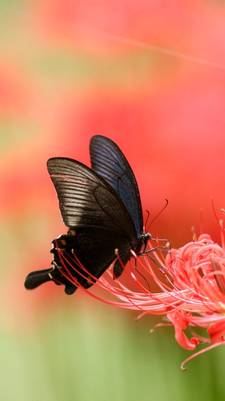 Animal Butterfly, Insect, Macro, 720x1280, Phone HD Wallpaper