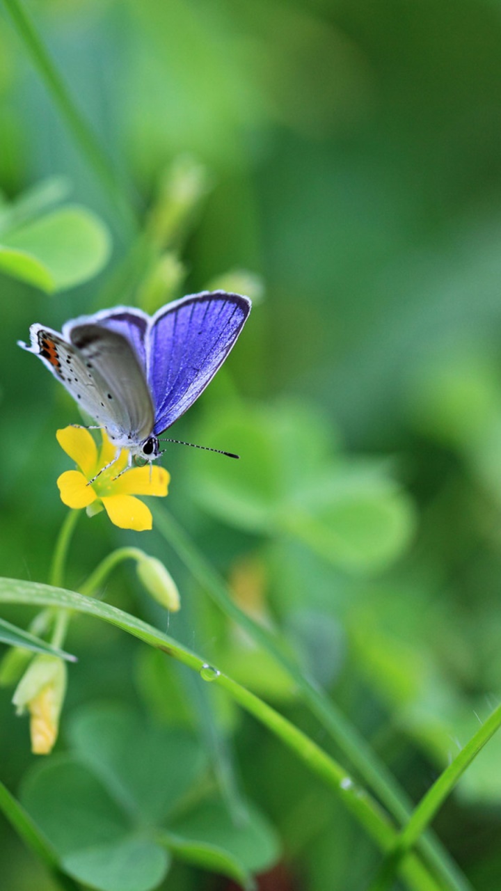 Animal Butterfly, 720x1280, Phone HD Wallpaper