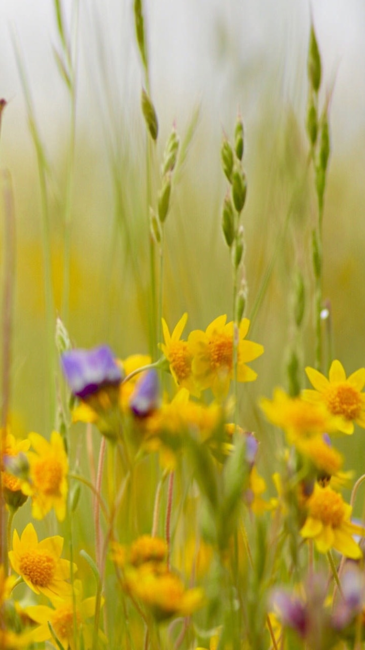 Earth Flower, Yellow Flower, Nature, 720x1280, Phone HD Wallpaper