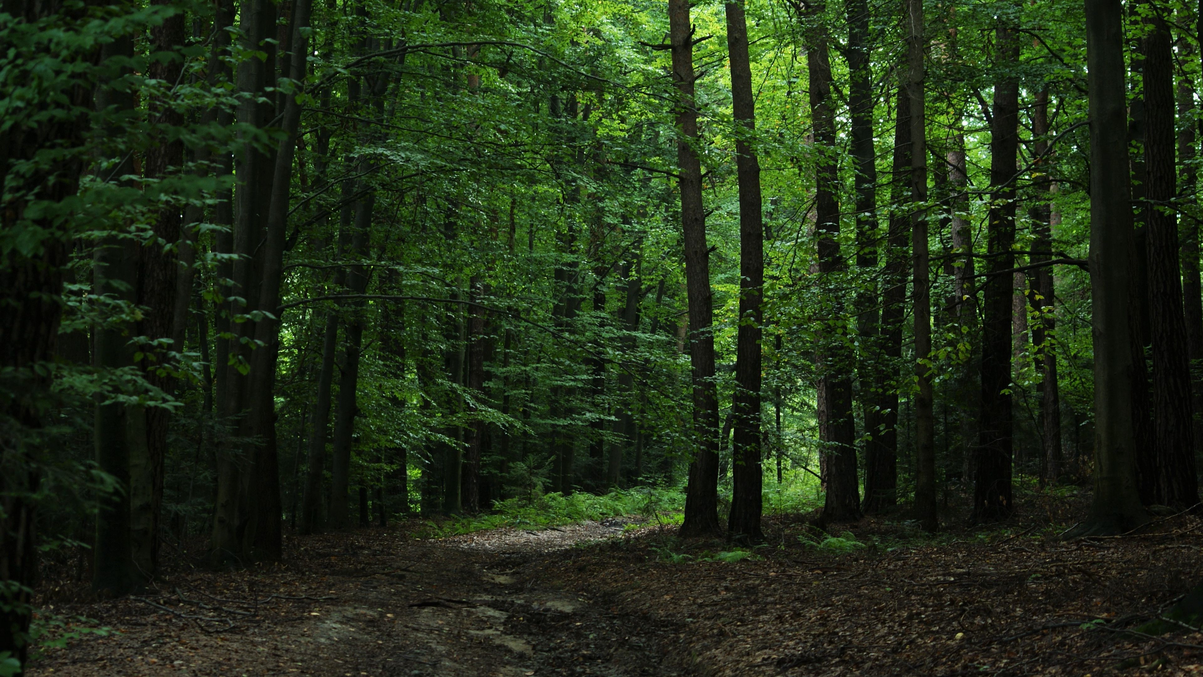 forest, green, trees, leaves, 4k, HD Wallpaper