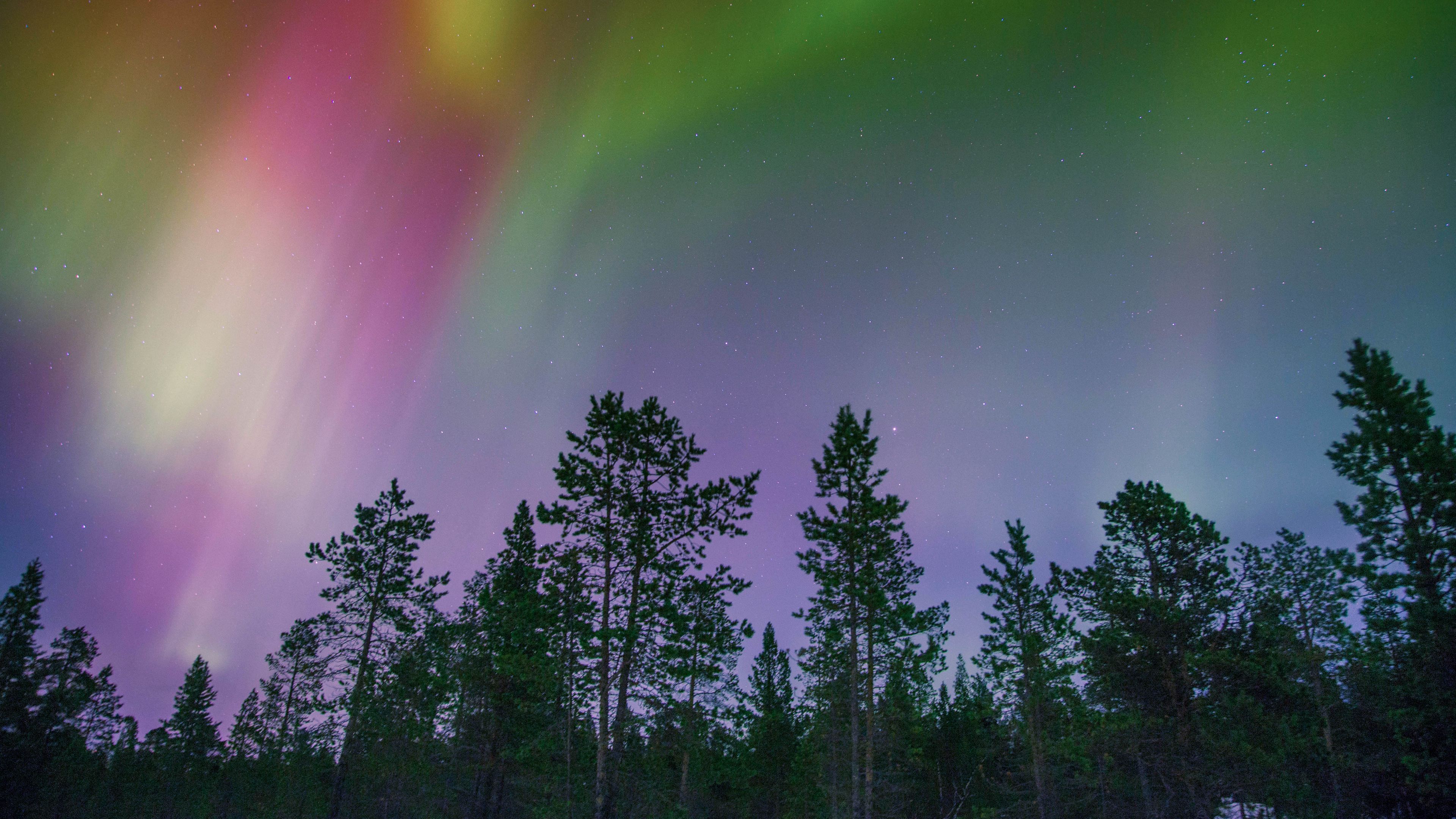 northern lights, trees, multi-colored, 4k, HD Wallpaper