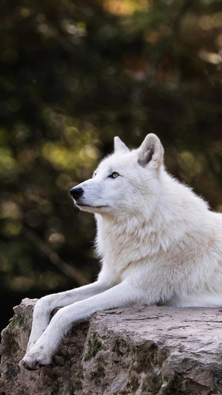 Animal Wolf, 720x1280, Phone HD Wallpaper
