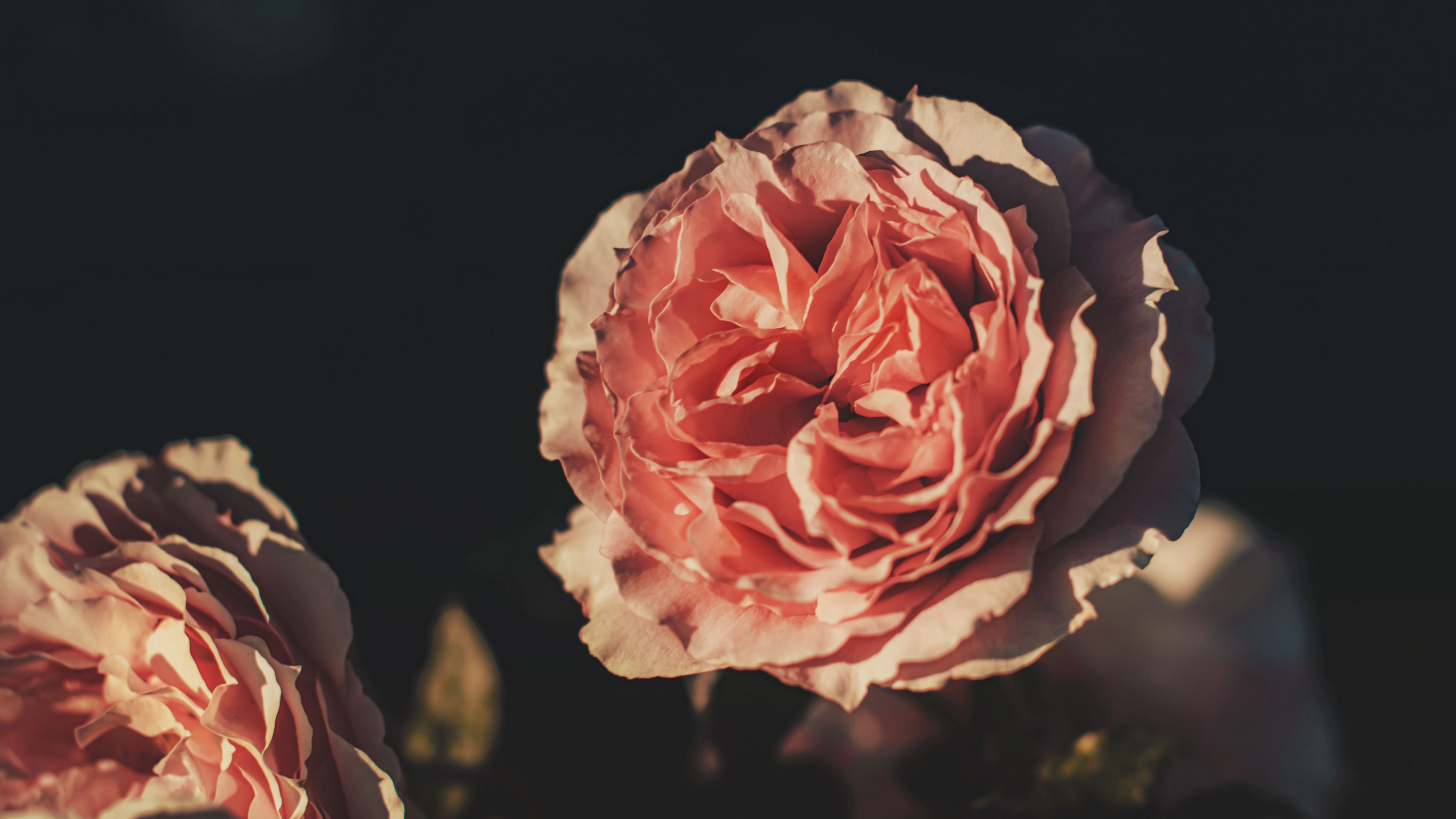 rose, flower, petals, pink, 4k, HD Wallpaper