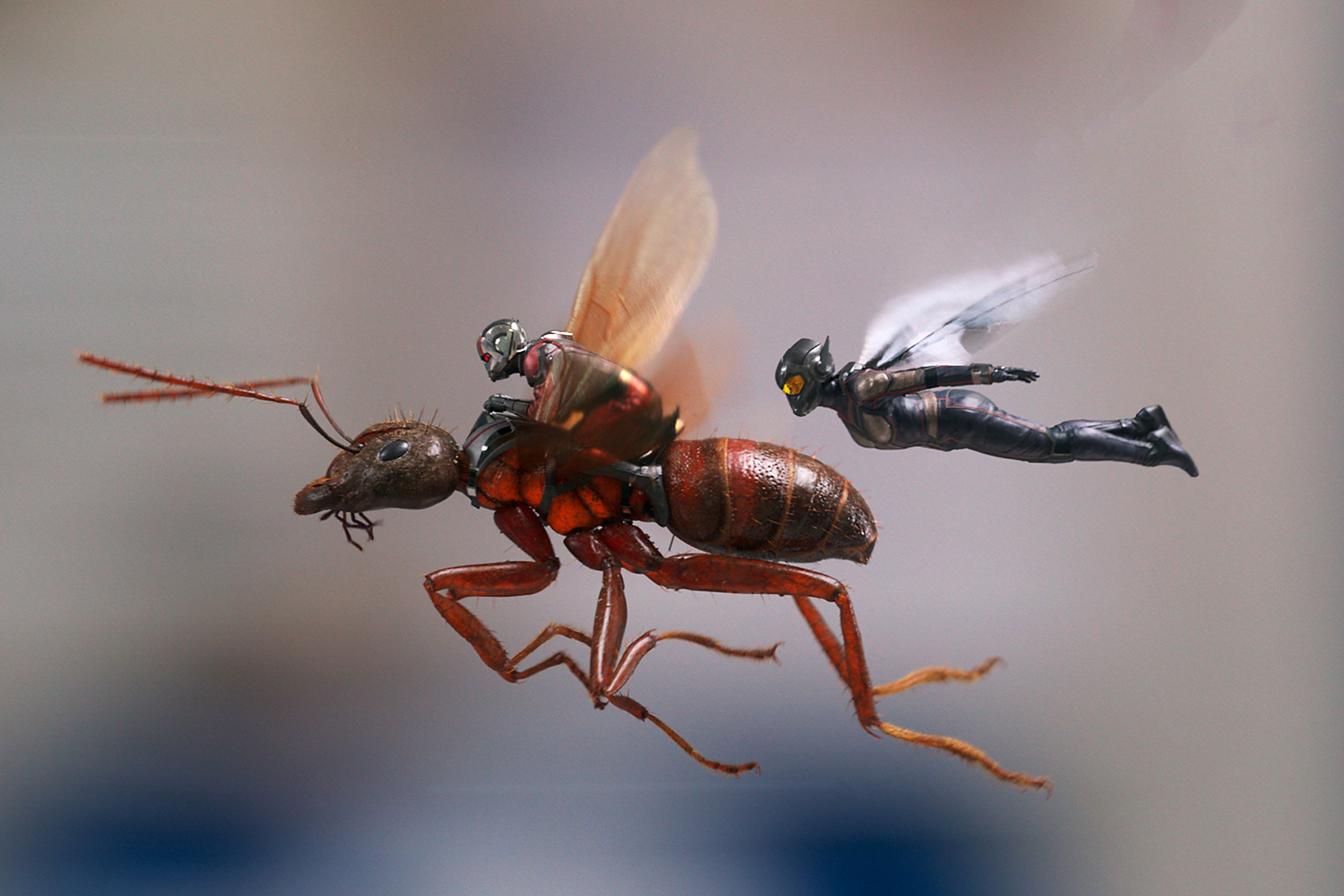 ant man and the wasp, ant man, hd, 2018 movies, movies, HD Wallpaper
