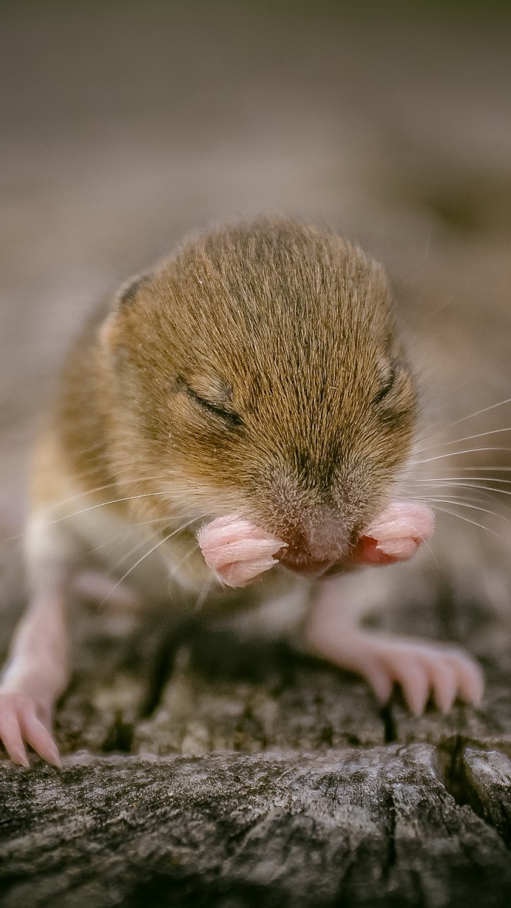 Animal Mouse, Rodent, Cute, 720x1280, Phone HD Wallpaper