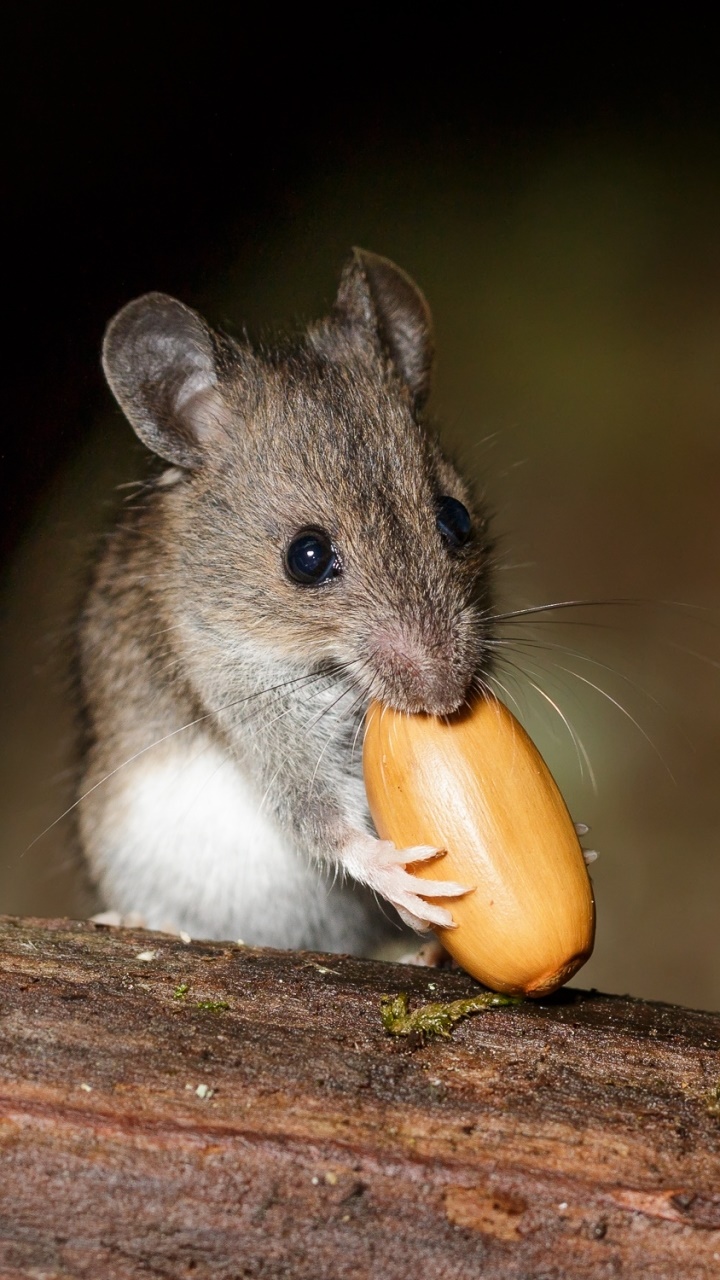 Animal Mouse, Rodent, 720x1280, Phone HD Wallpaper