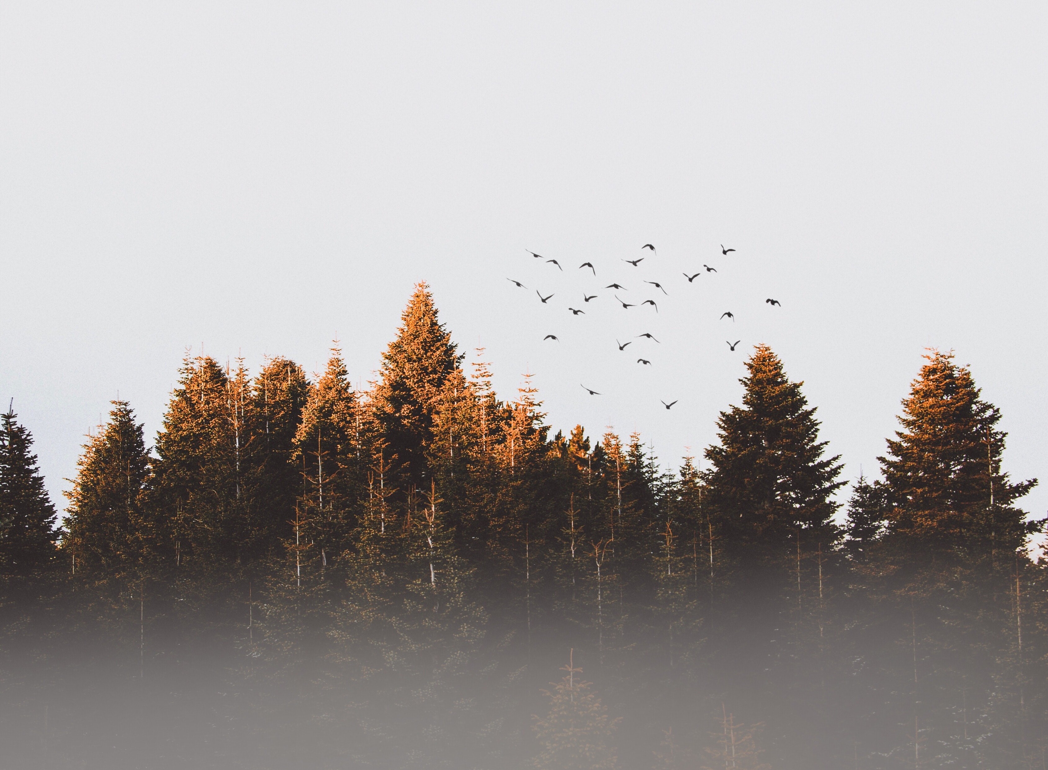 trees, nature, hd, landscape, birds, 4k, HD Wallpaper