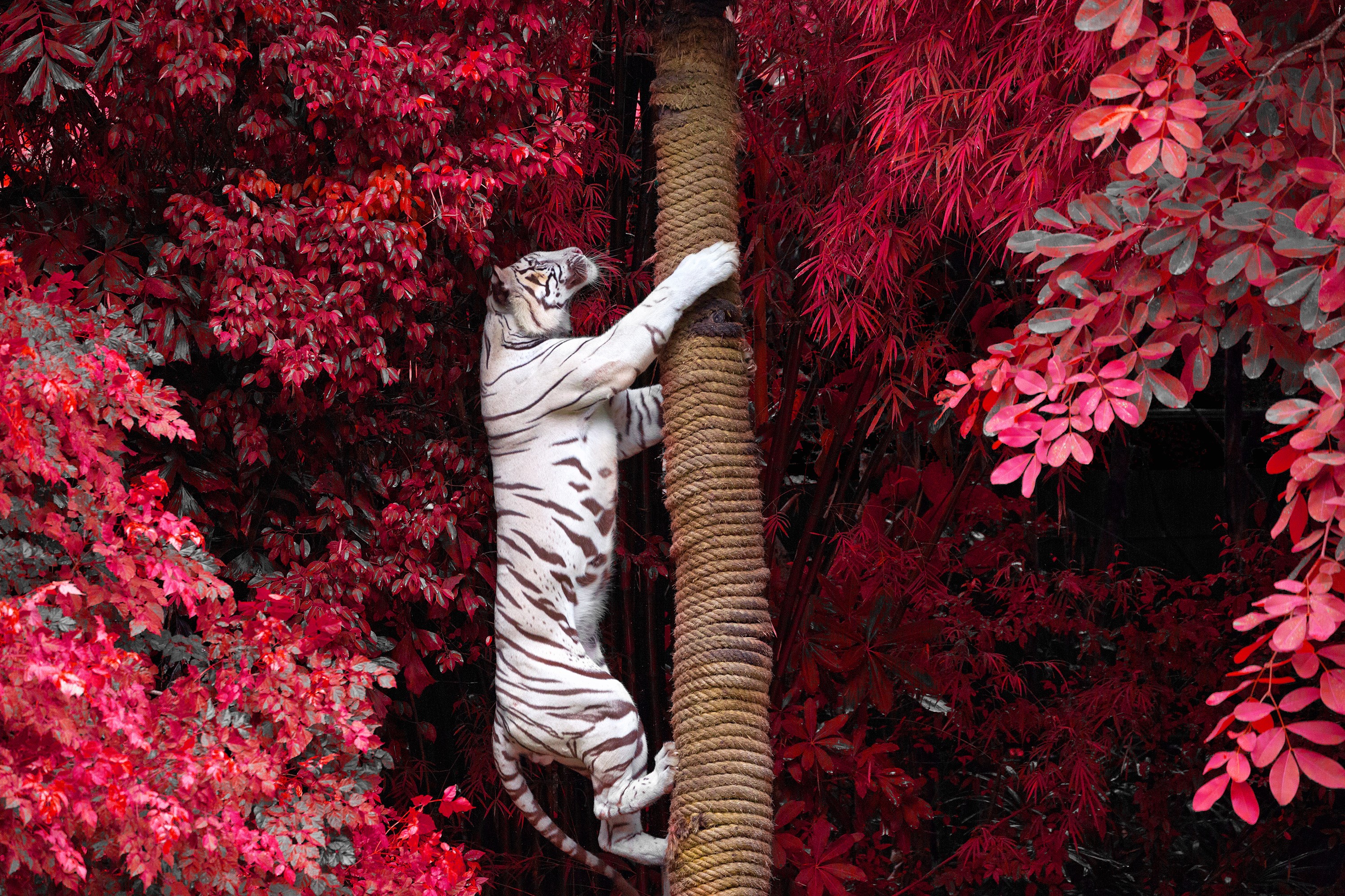 white tiger, tiger, animals, hd, HD Wallpaper