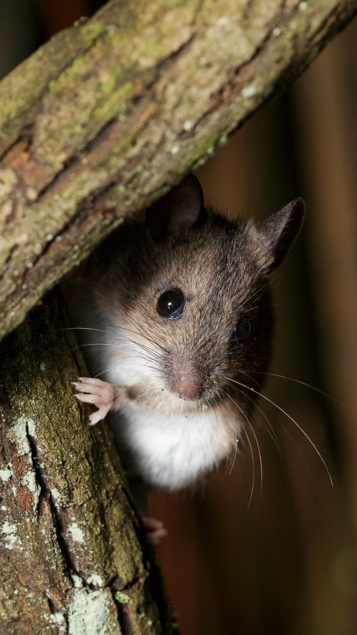 Animal Mouse, Rodent, 720x1280, Phone HD Wallpaper