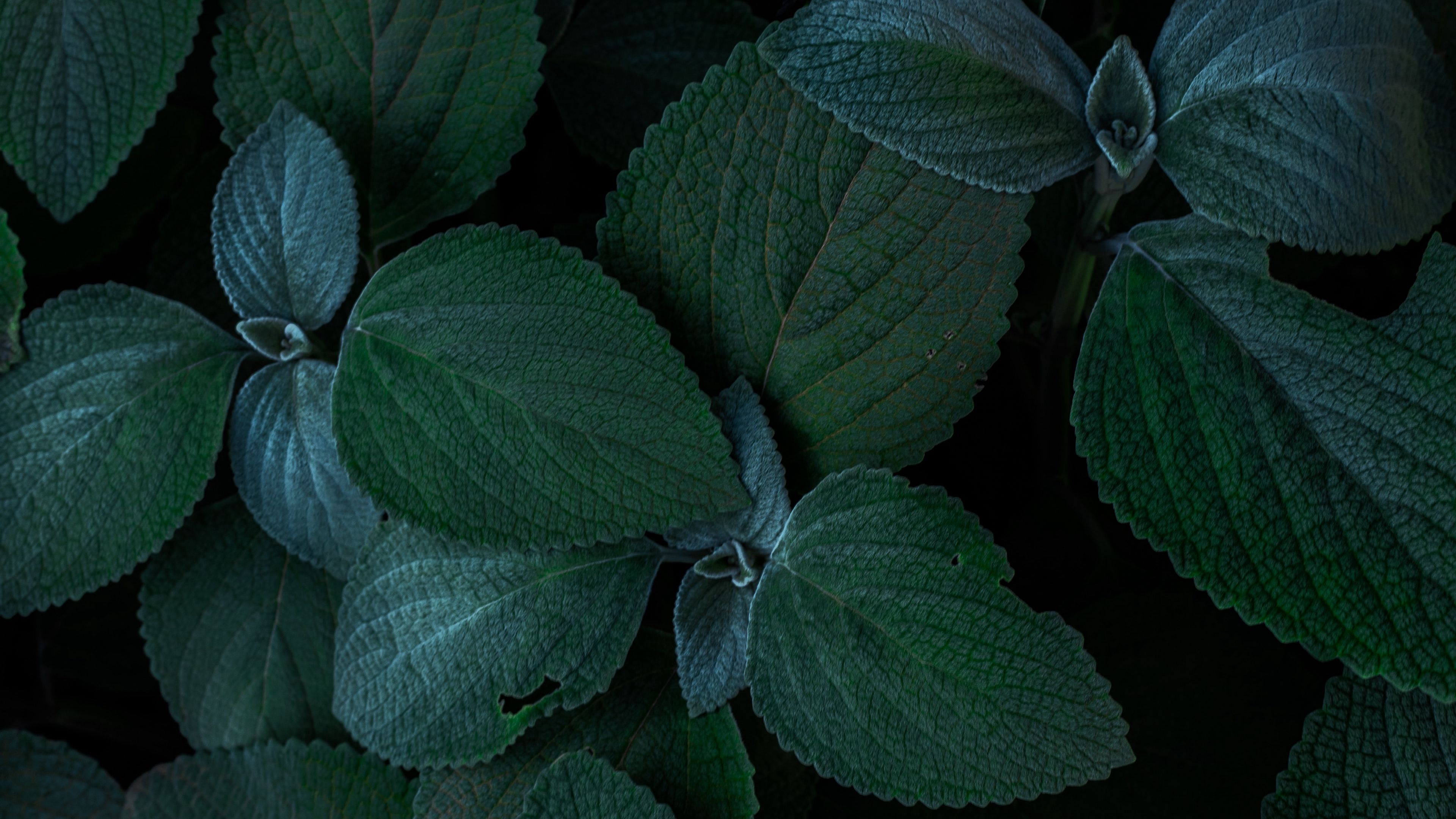 plants, leaves, green, closeup, 4k, HD Wallpaper