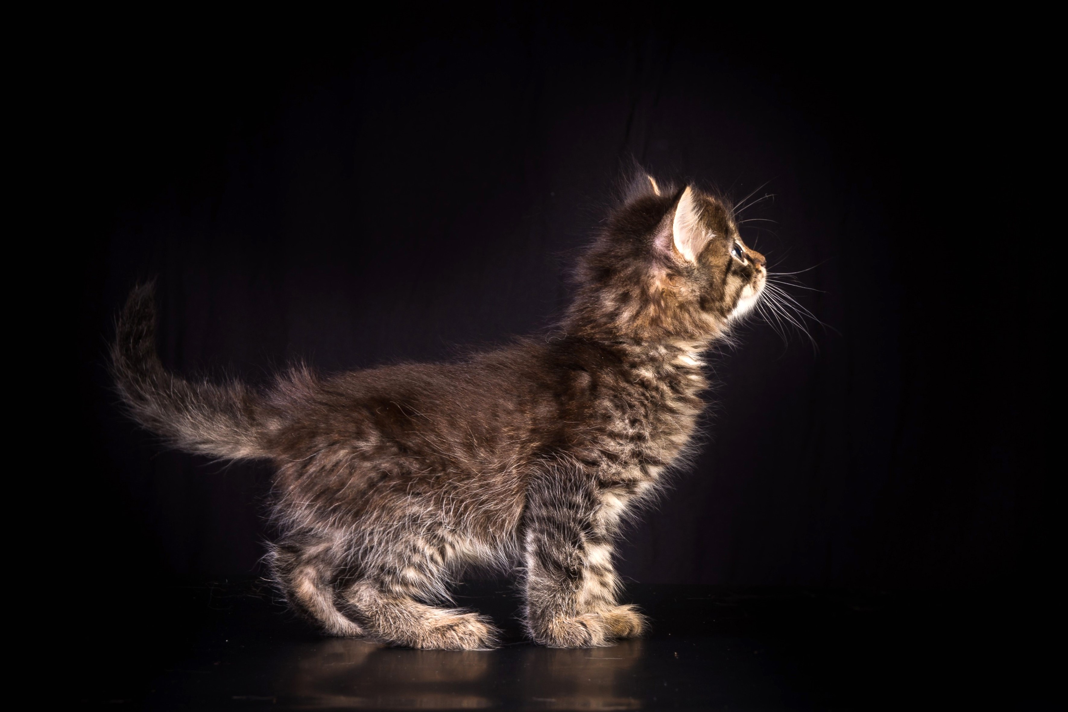 cat, animals, hd, 4k, HD Wallpaper
