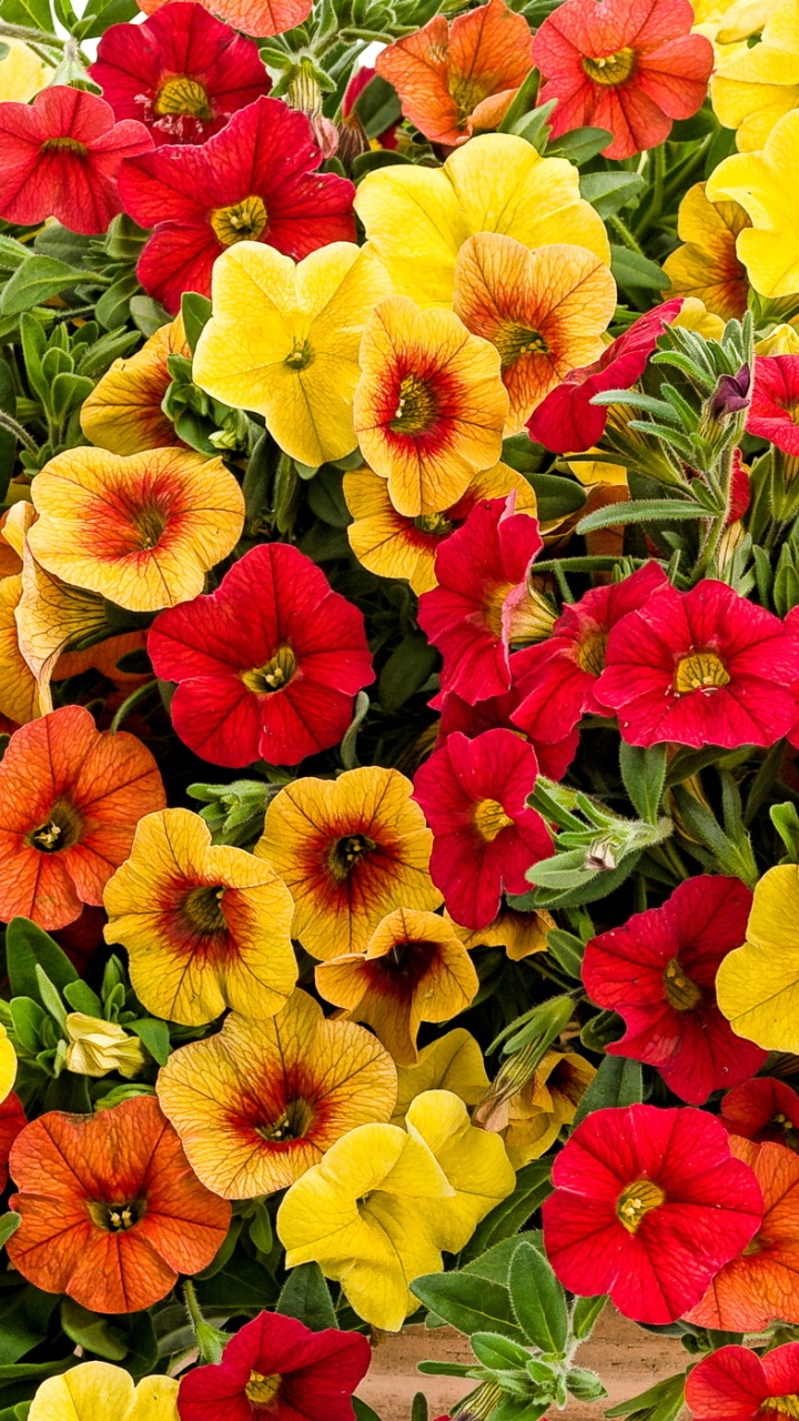 Artistic Flower, 720x1280, Phone HD Wallpaper