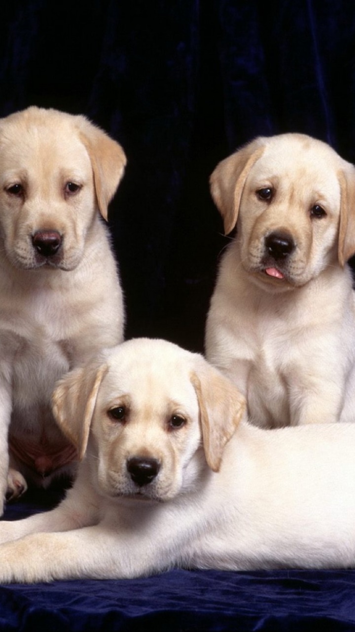 Animal Labrador Retriever, Puppy, Cute, Dog, 720x1280, Phone HD Wallpaper