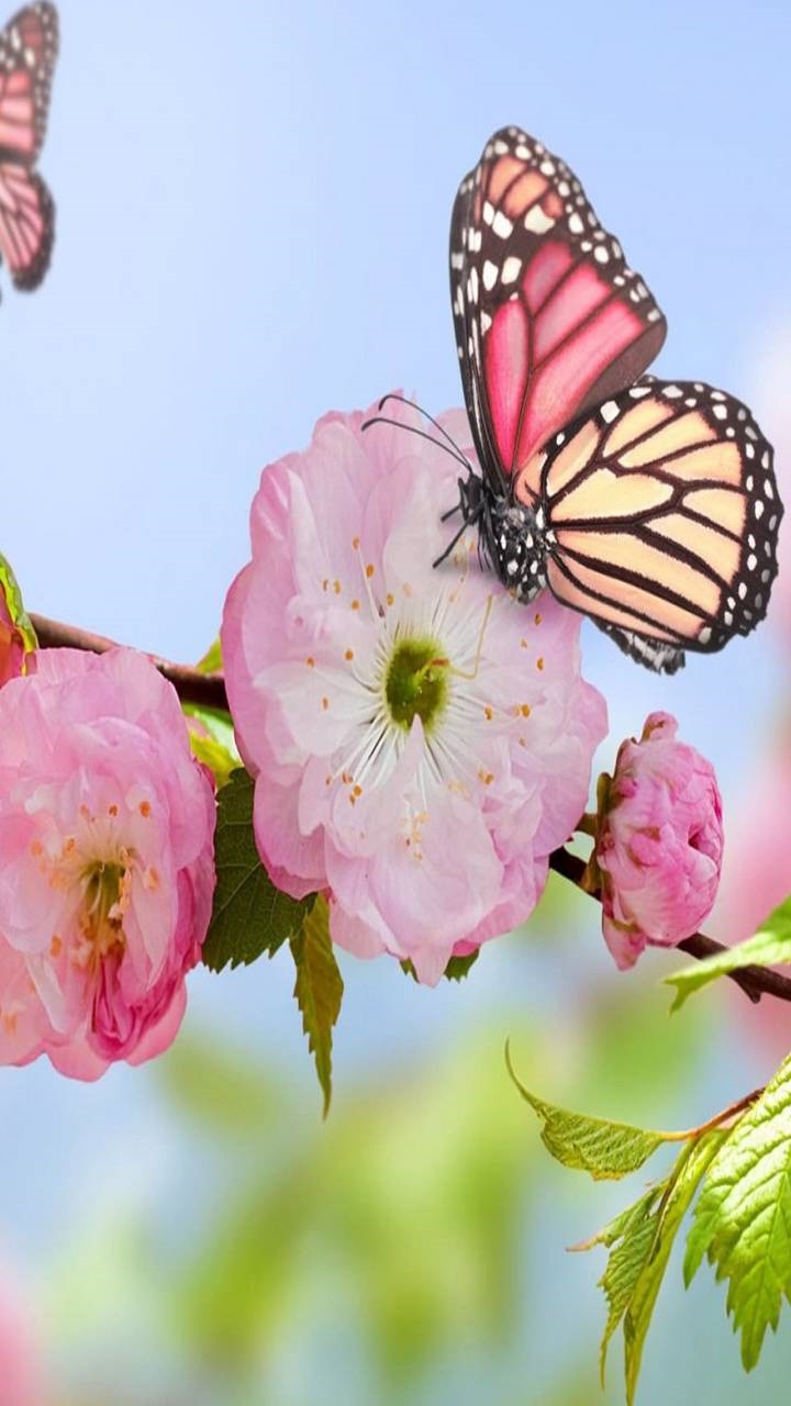 Artistic Butterfly, Pink Flower, Blossom, 720x1280, Phone HD Wallpaper