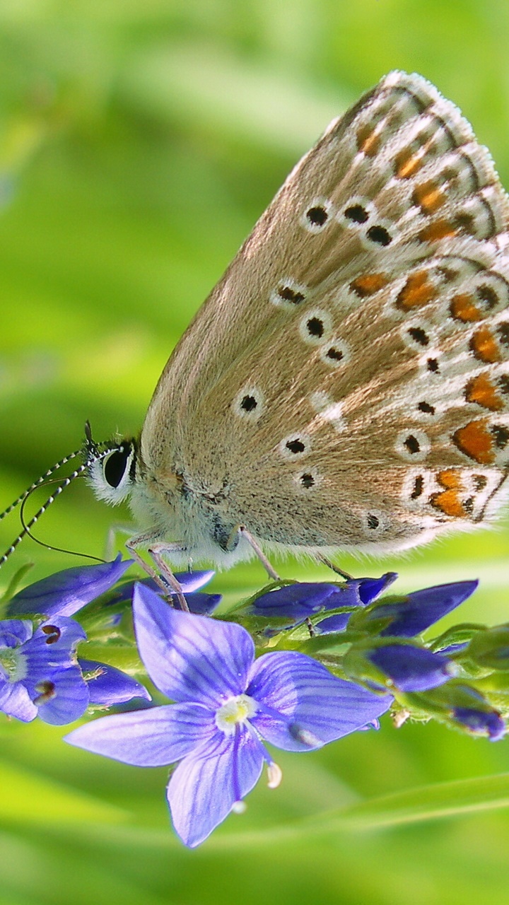 Animal Butterfly, 720x1280, Phone HD Wallpaper