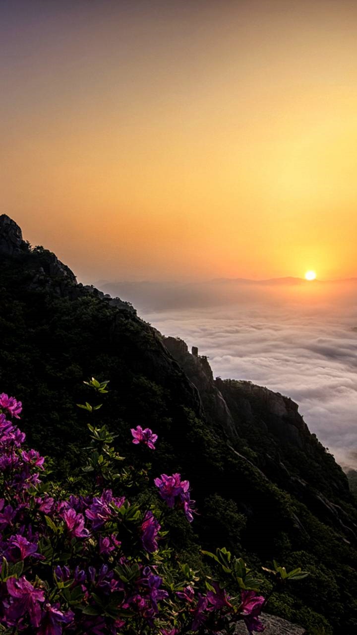 Earth Sunset, Flower, Earth, Coastline, 720x1280, Phone HD Wallpaper