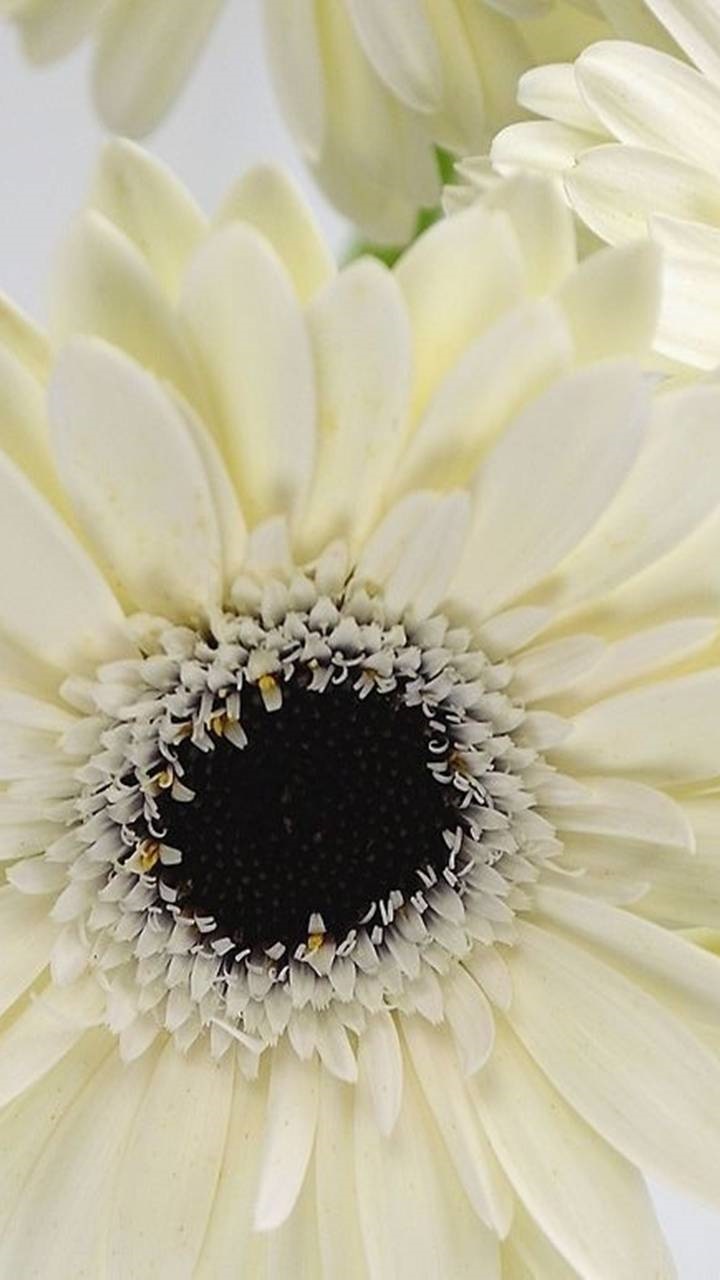 Earth Flower, White Flower, Daisy, Gerbera, Earth, 720x1280, Phone HD Wallpaper