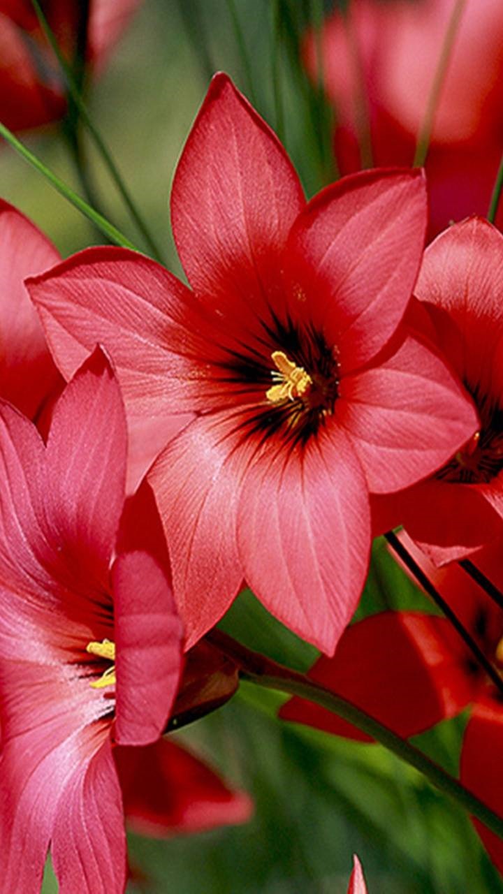 Earth Flower, Earth, Red Flower, 720x1280, Phone HD Wallpaper