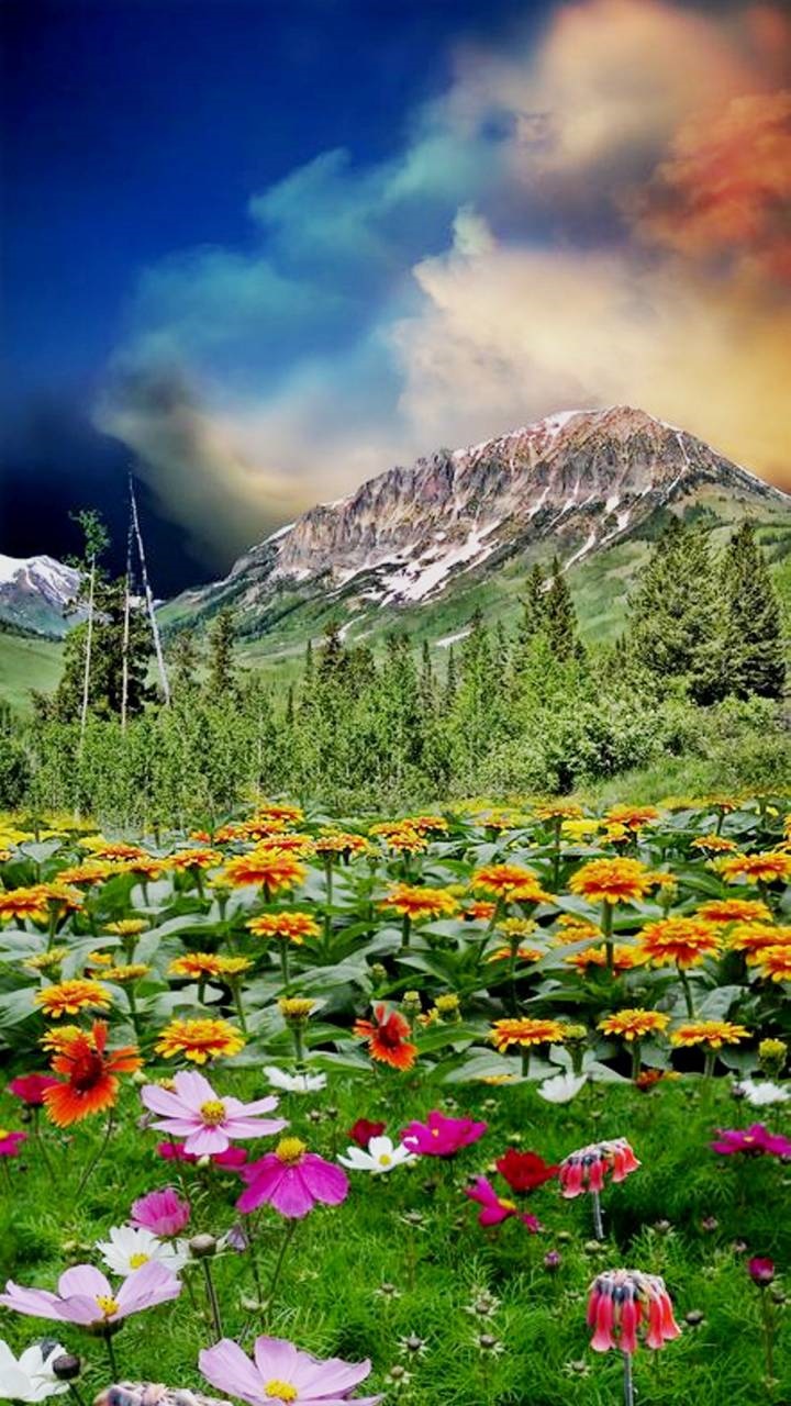 Earth Flower, Spring, Earth, Field, Mountain, 720x1280, Phone HD Wallpaper